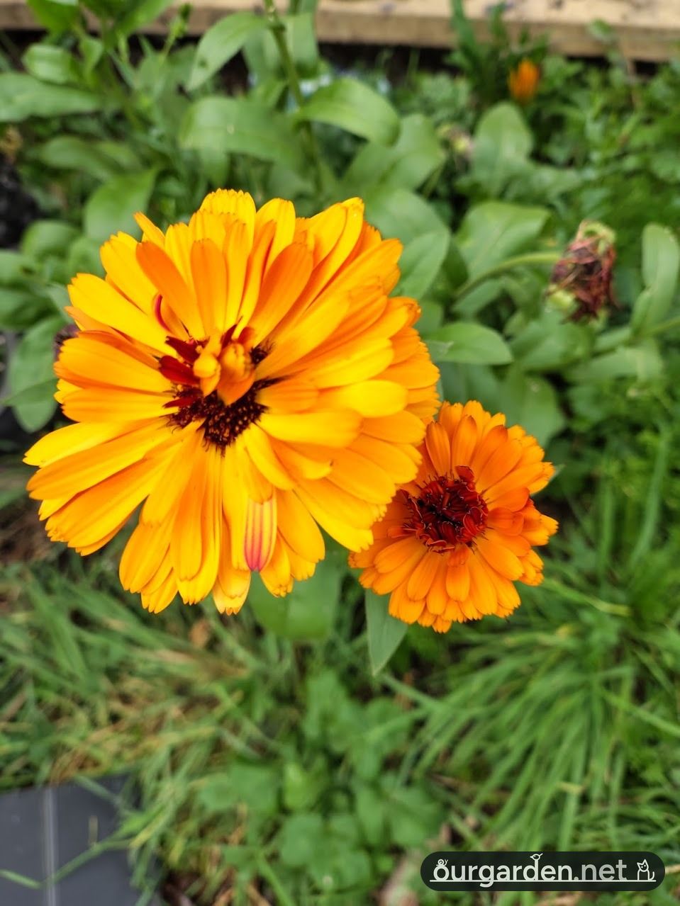 Calendula, double