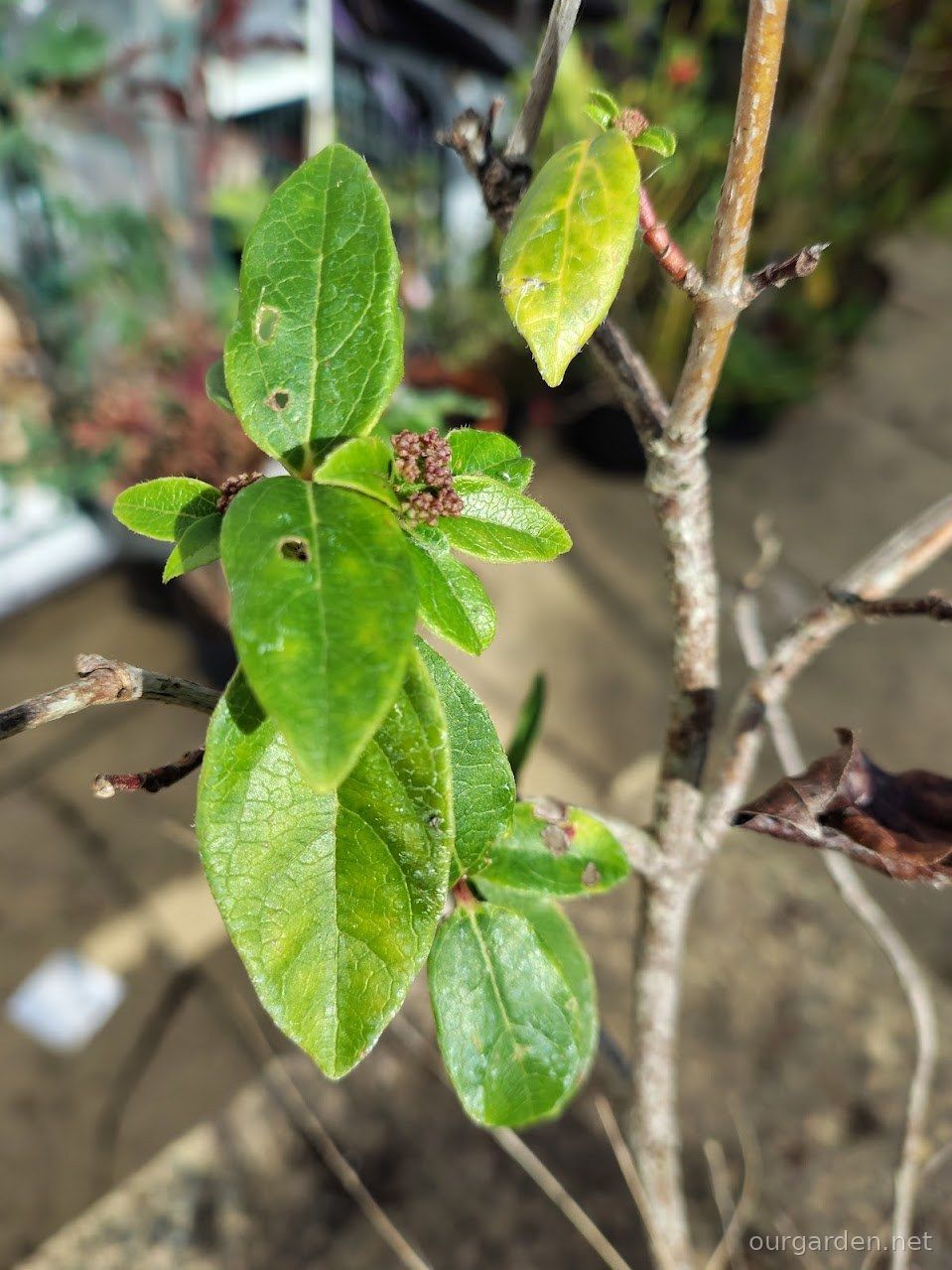Leaves and bud clusters