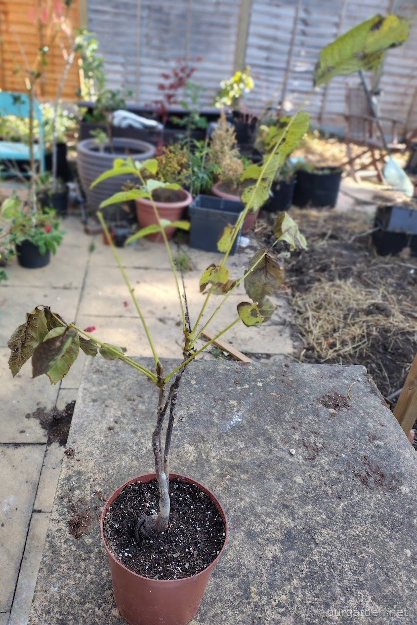 Horse chestnut after the tidy-up