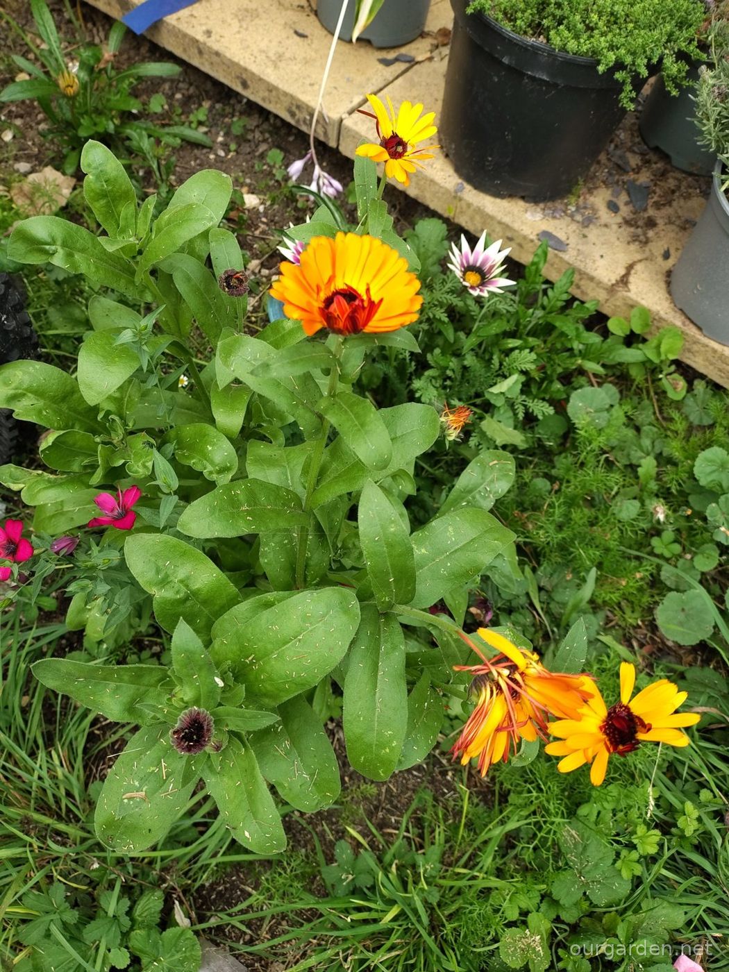 Red flax (likely)
