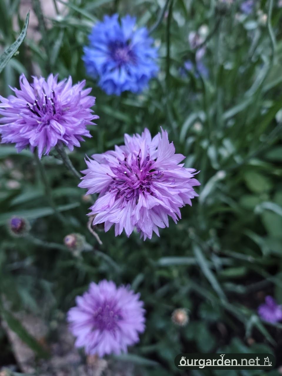 Cornflowers, lilac
