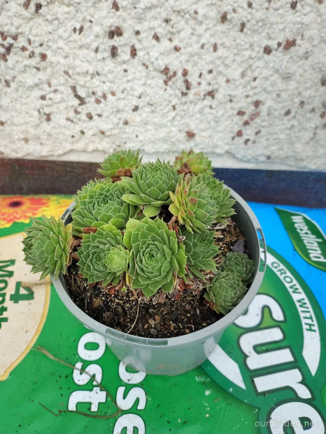 Houseleeks (green)