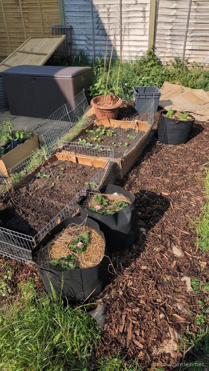 Raised beds of cardboard and mesh
