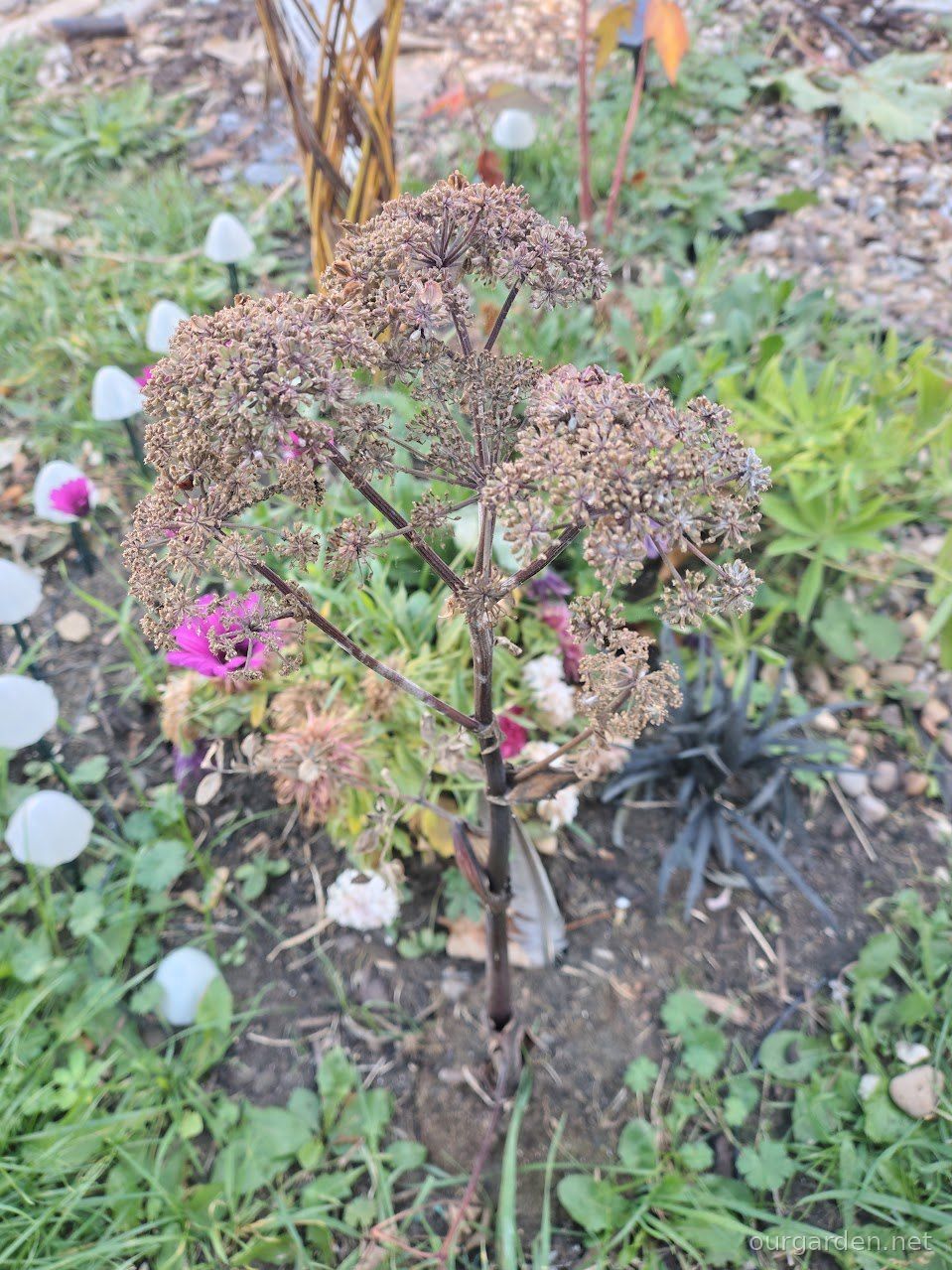 Purple-stemmed angelica (likely)