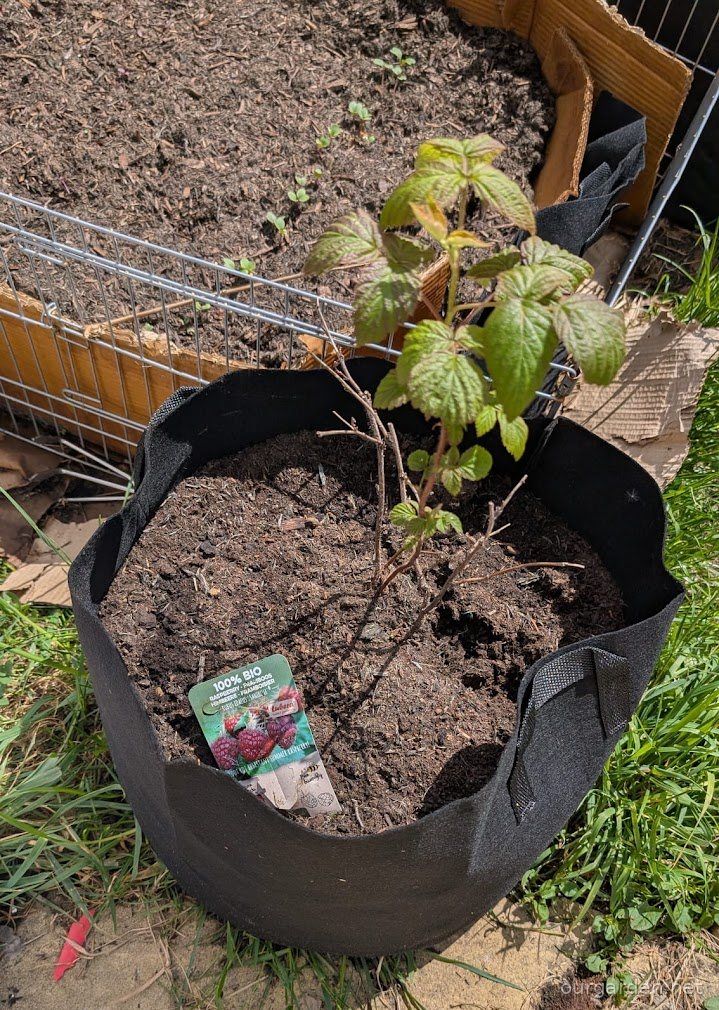 The rescued raspberry cane, newly in its grow bag