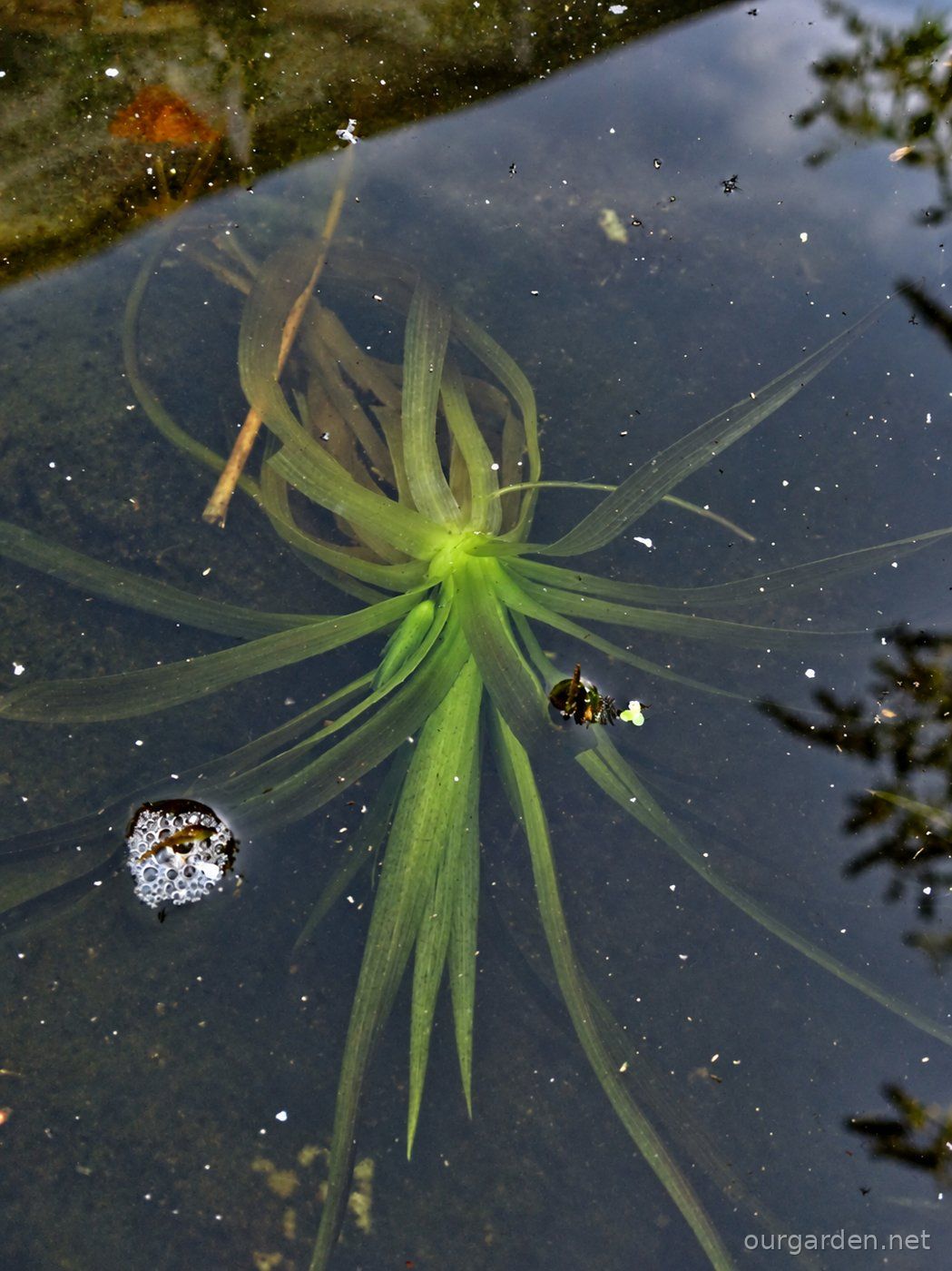 Water soldiers beneath the surface, view 3 (enhanced so they show up)