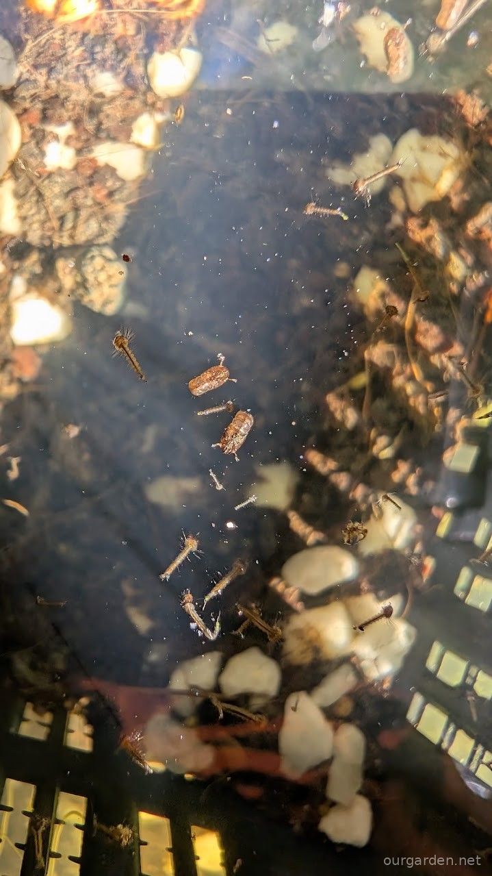 Mosquito larvae