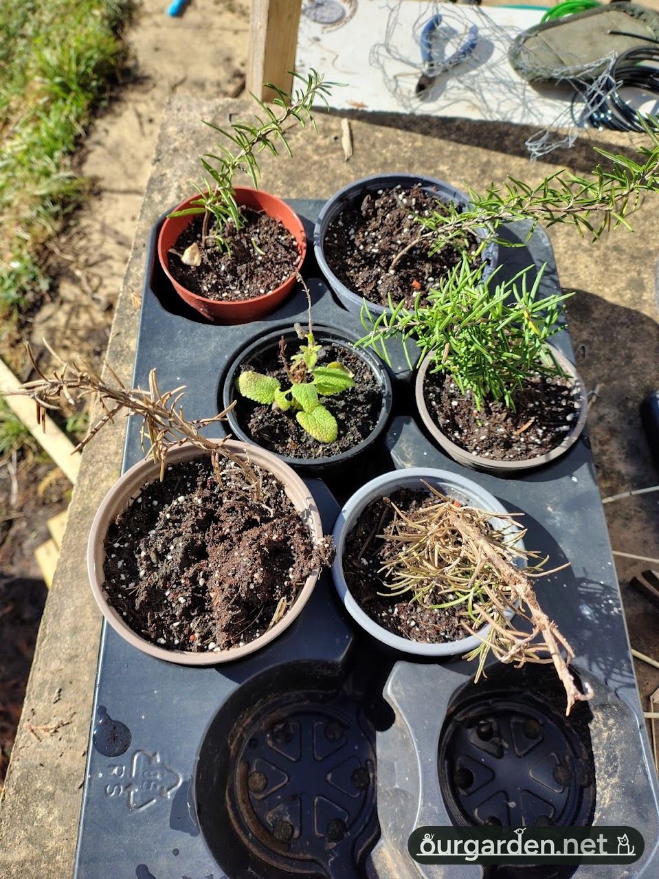 Three rosemary cuttings thriving, two not
