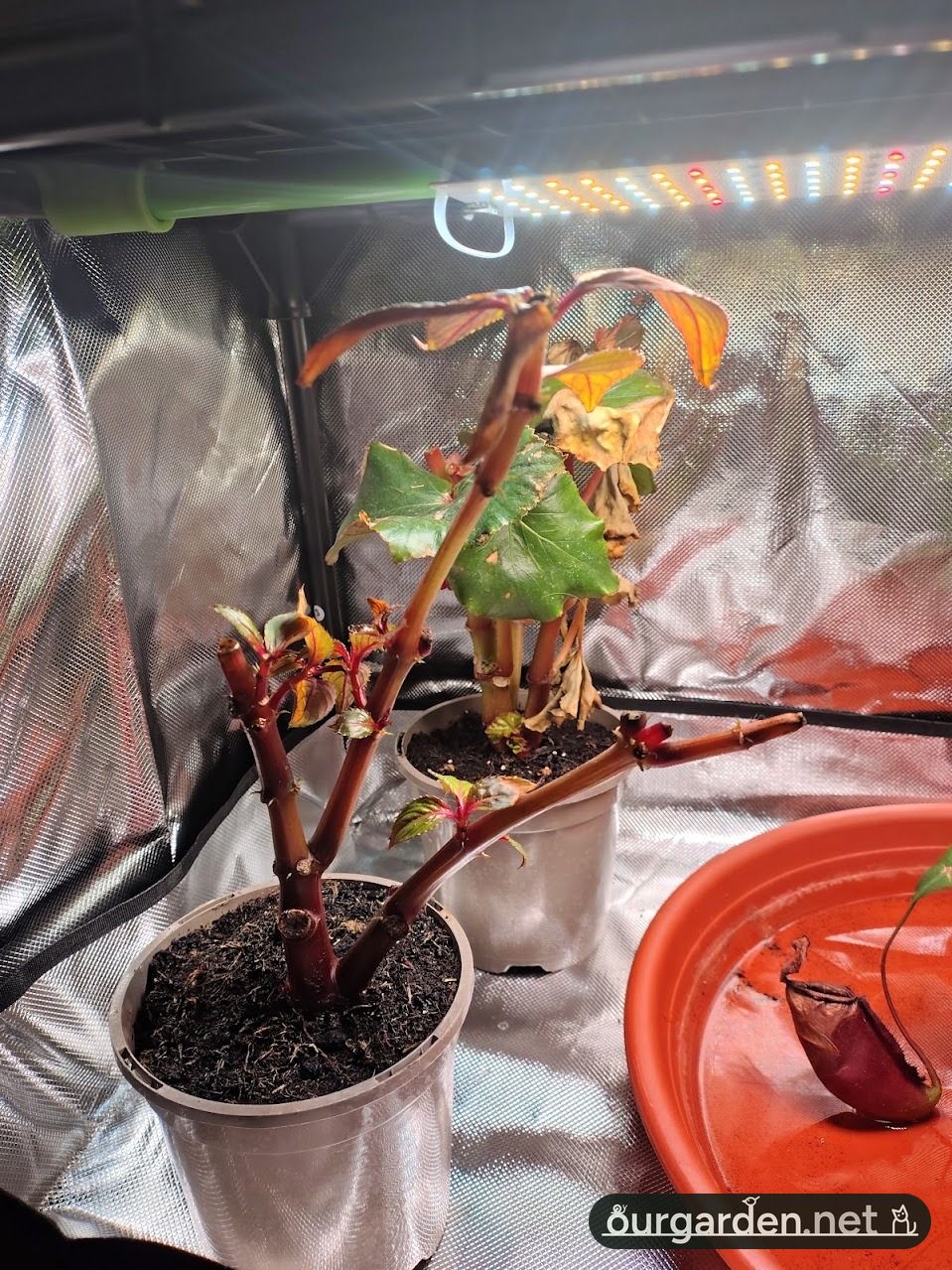 The impatiens and begonia, cut back and in for the winter