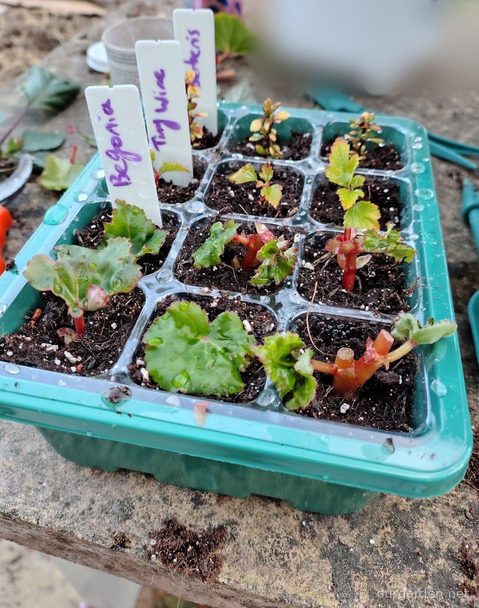 Ninebark 'Tiny Wine Gold' (cuttings)