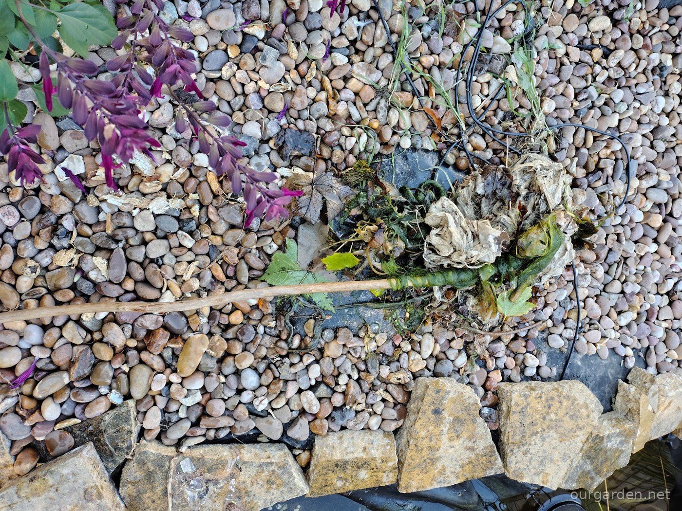 A morning pond tidy-up