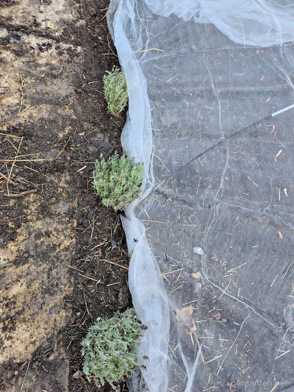 Lavenders lined up along the allium netting