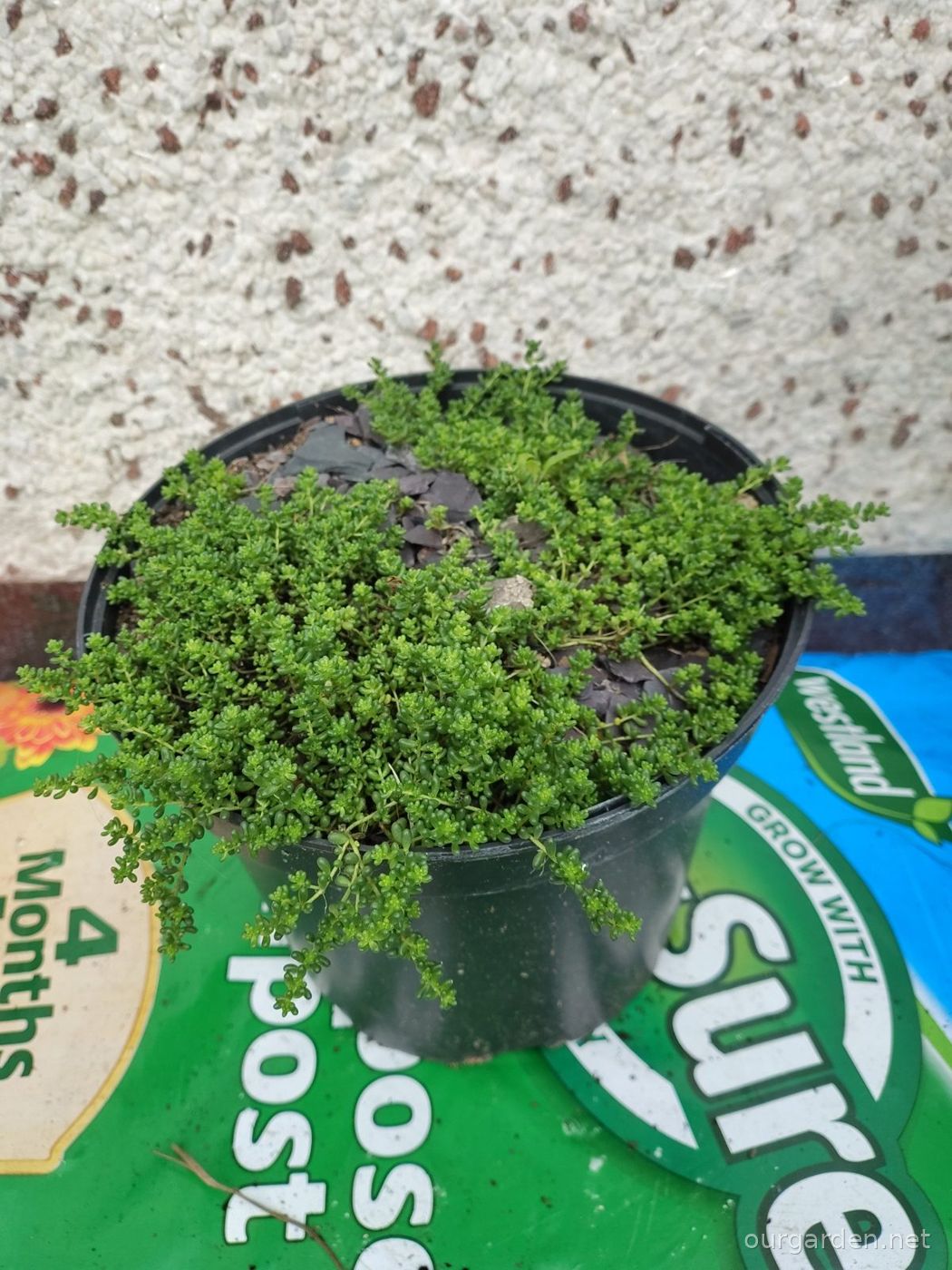 Stonecrop (likely)