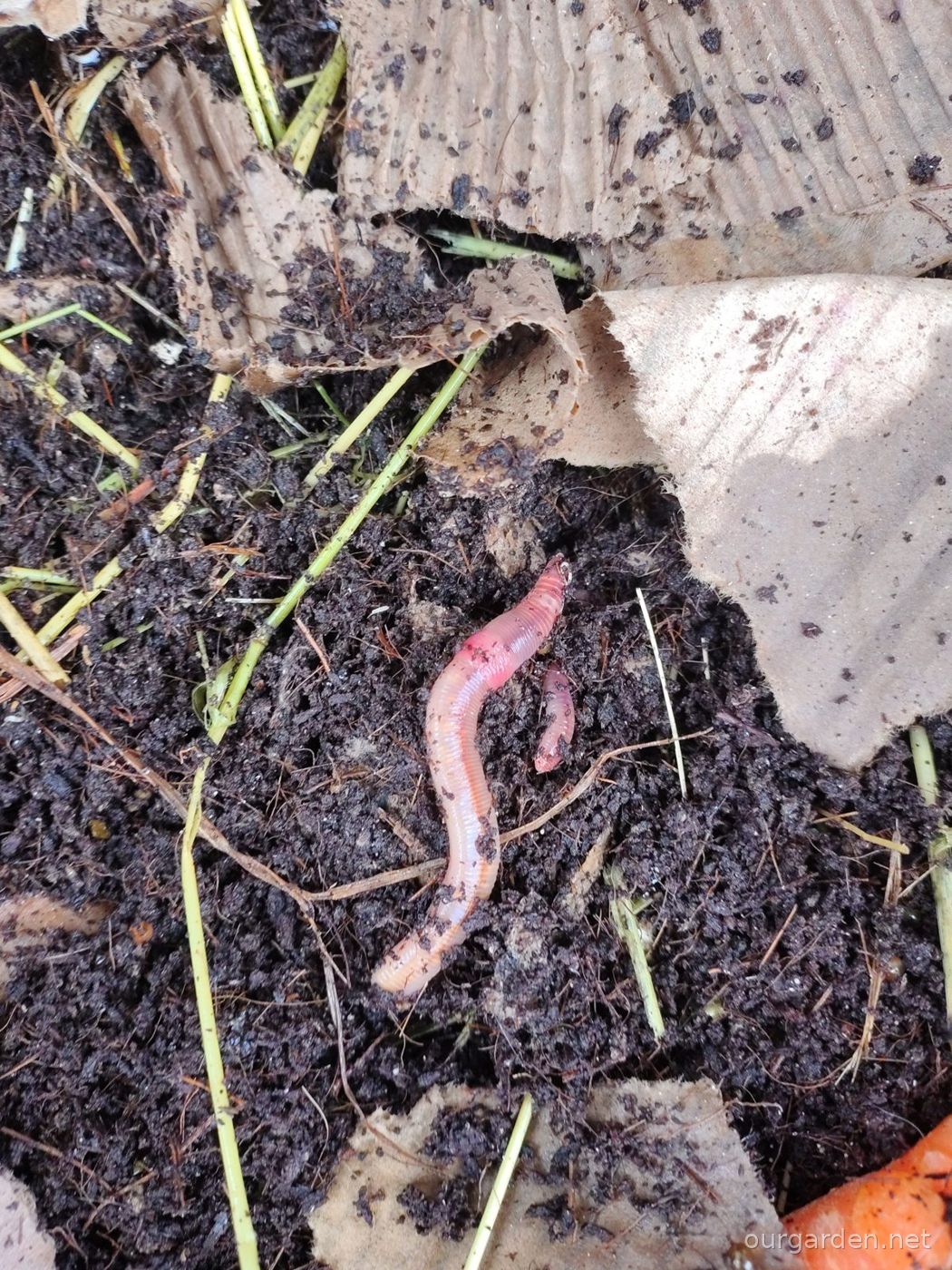 Earthworm Jim