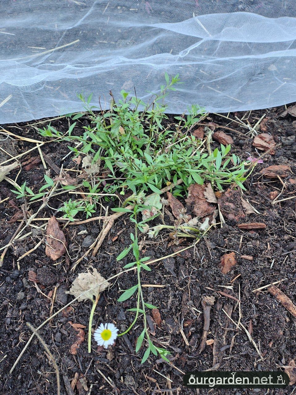 Mexican fleabane 'Profusion'