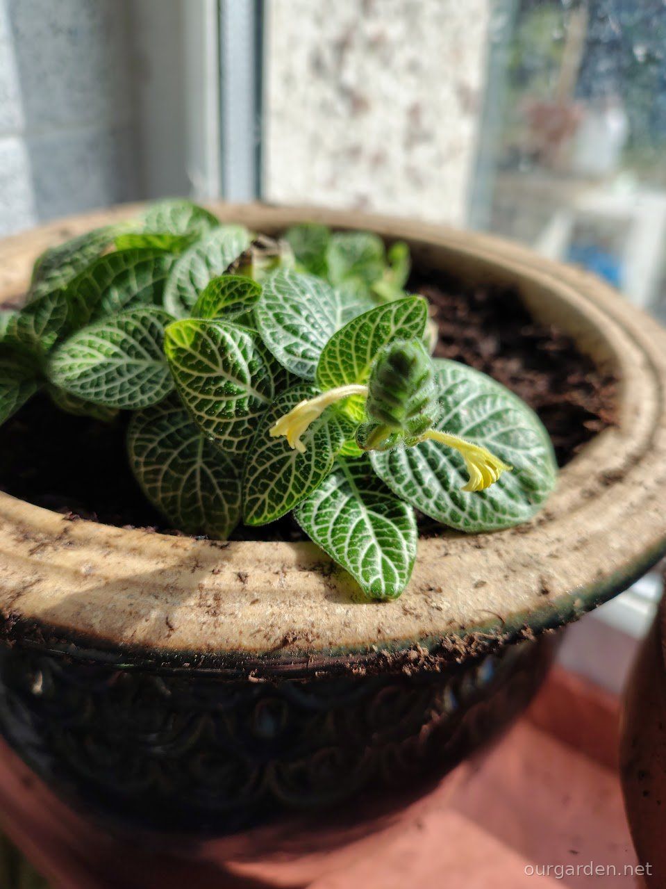 Buds, cuttings and a raspberry frame