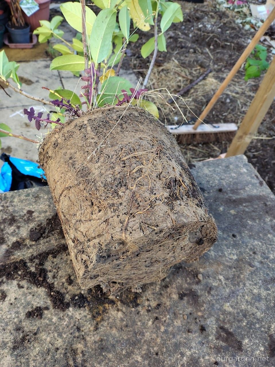The cherry laurel’s rootball: clay, mostly