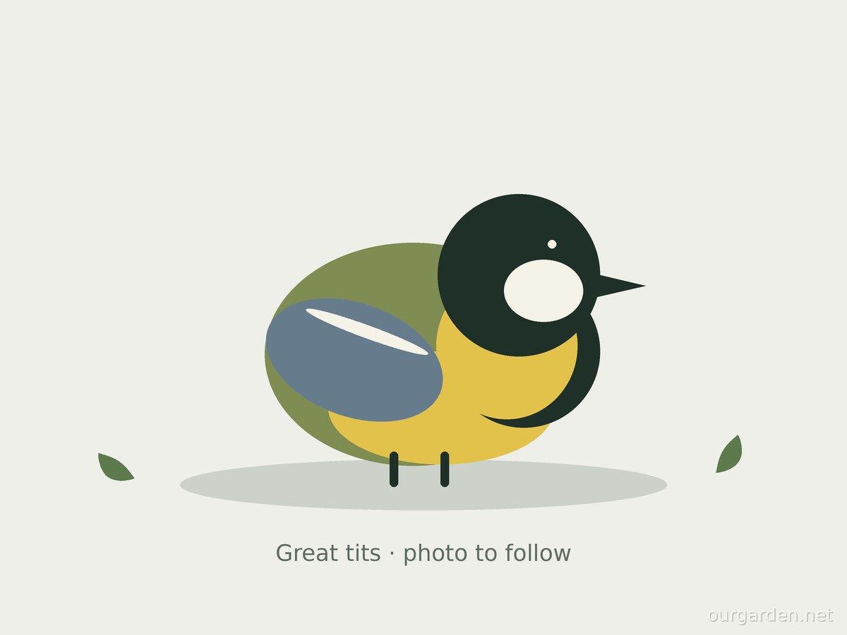 The great tit: artist's impression