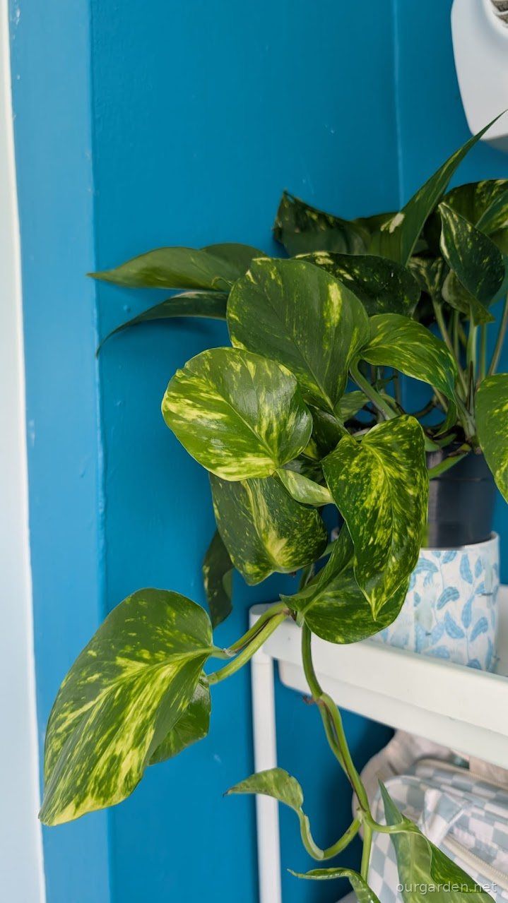 The pothos on arrival