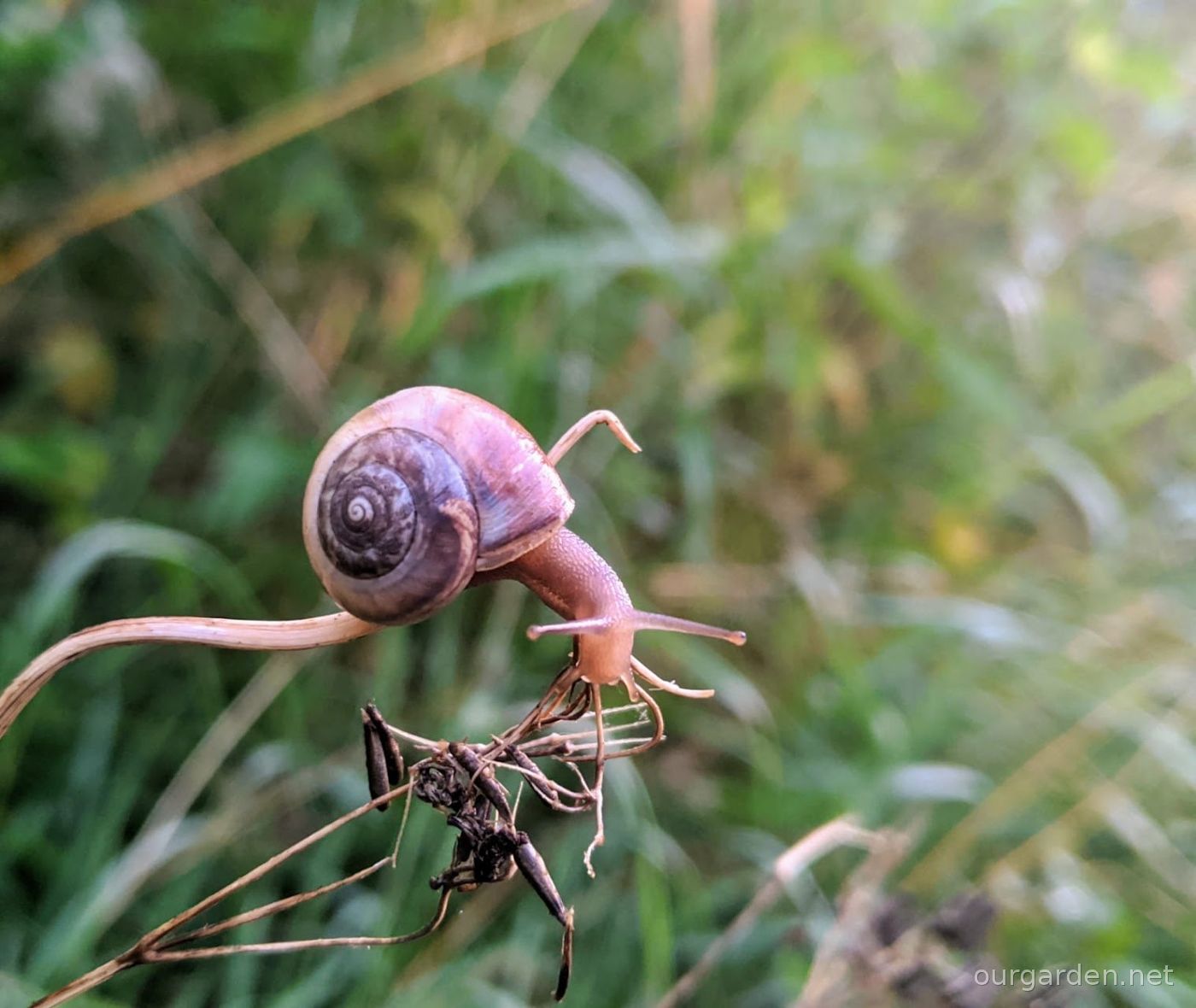 Snails