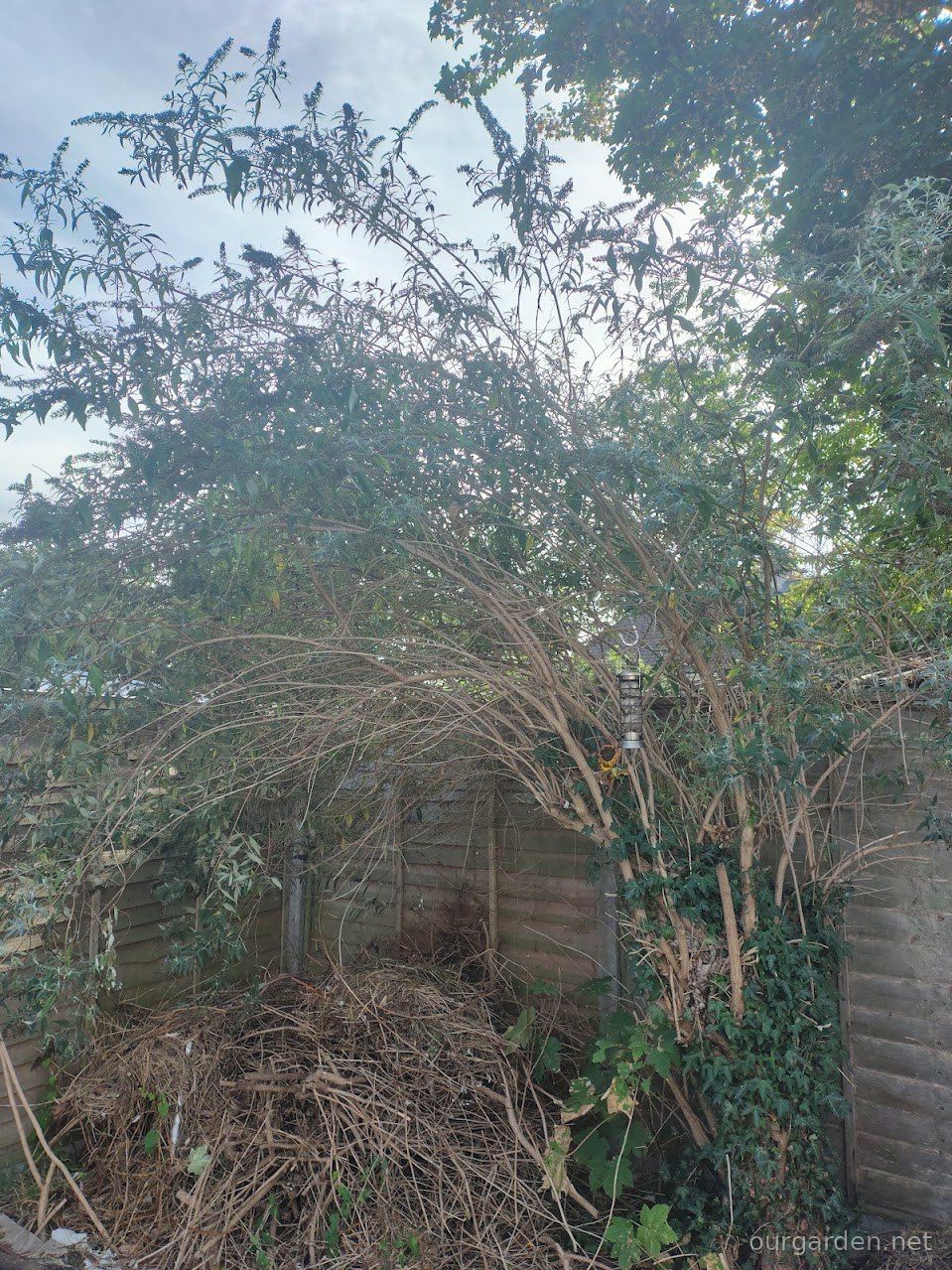 Buddleja (butterfly bush)
