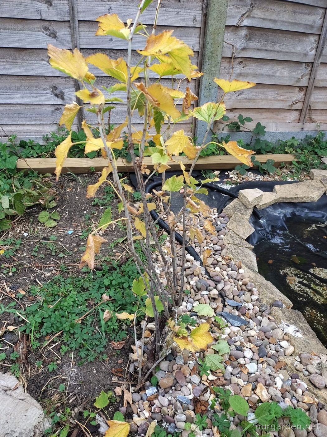 Whitecurrant 'Versailles'