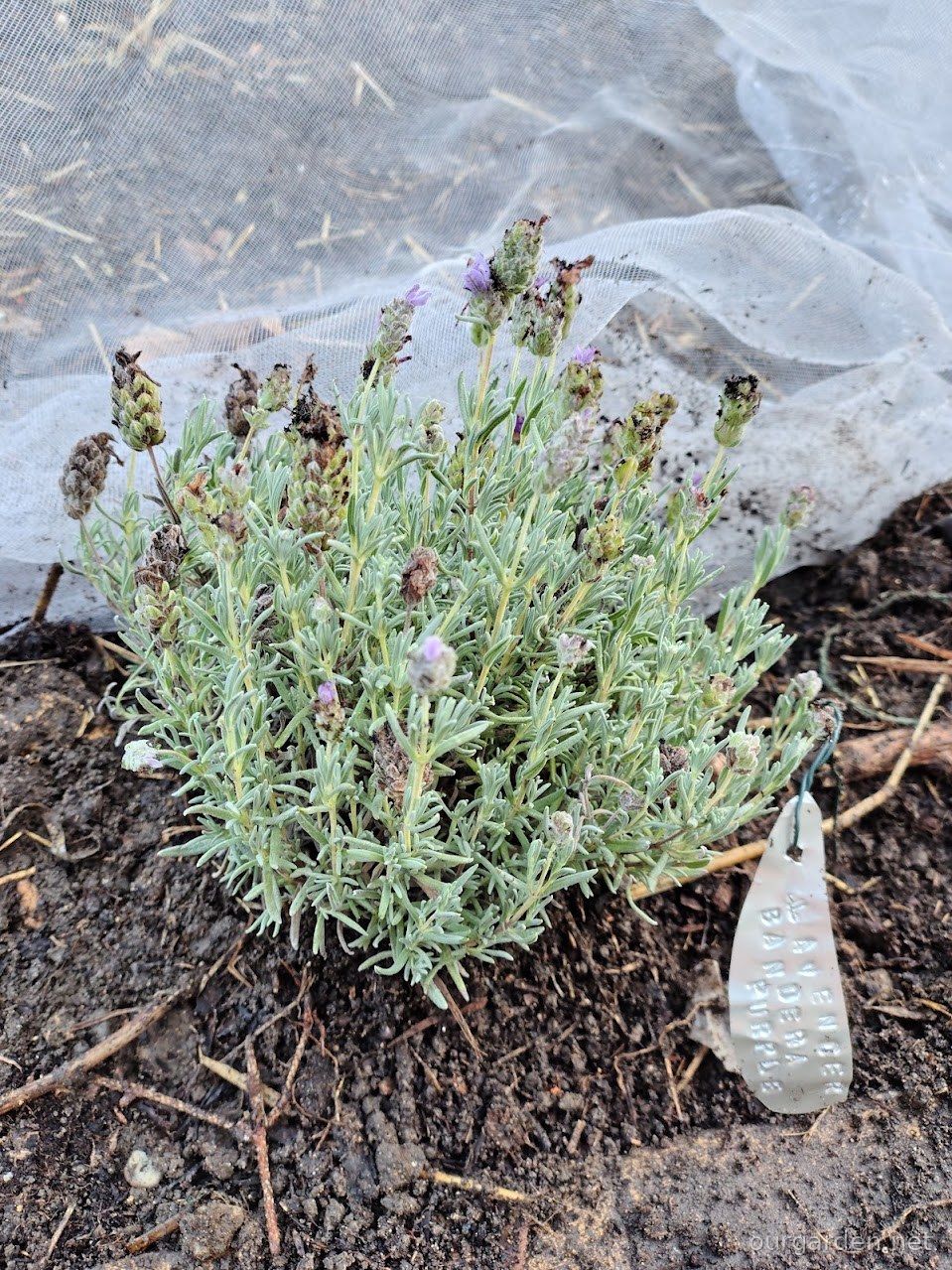 Planted out, tag and all