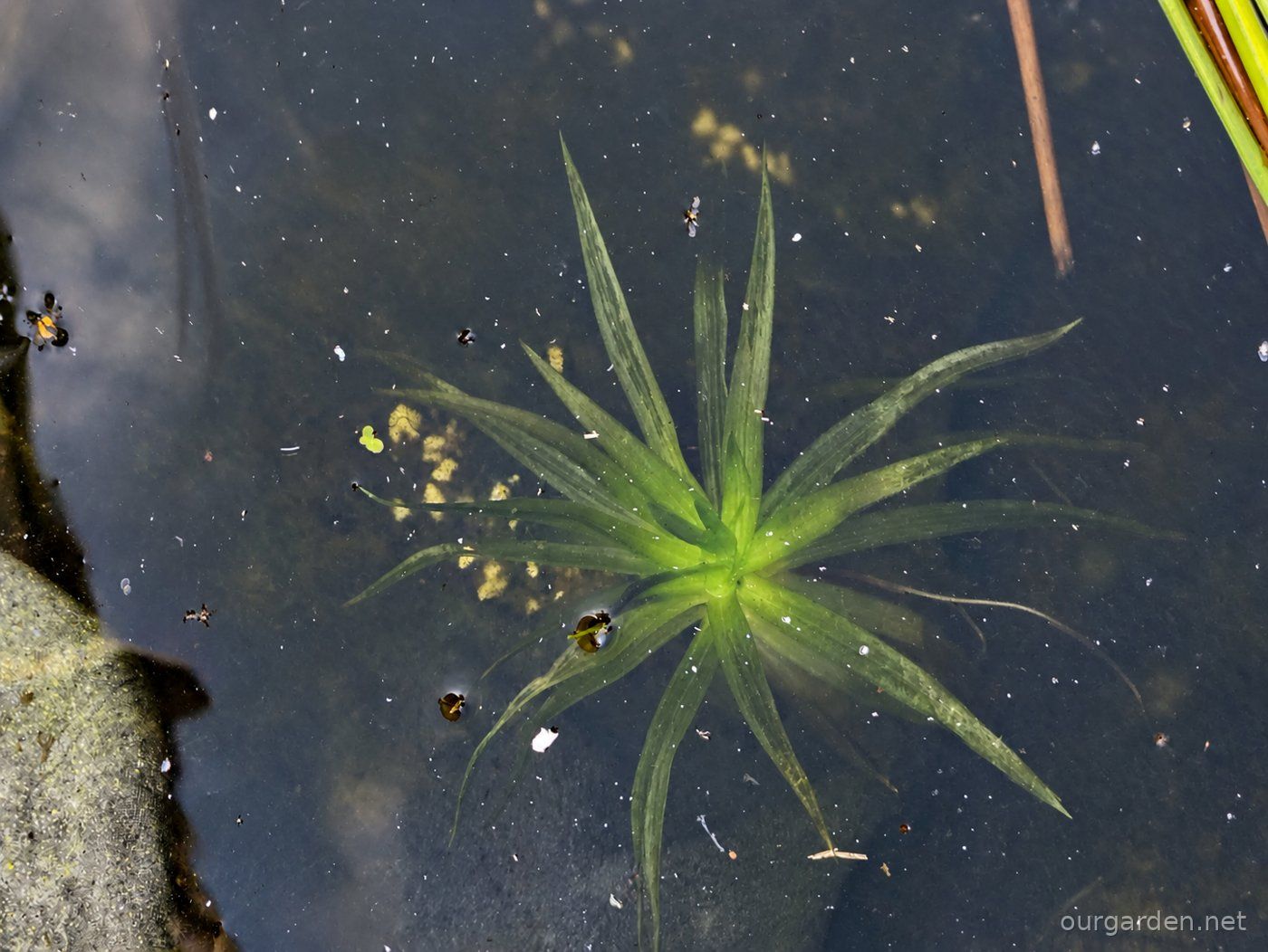 Water soldiers beneath the surface, view 2 (enhanced so they show up)