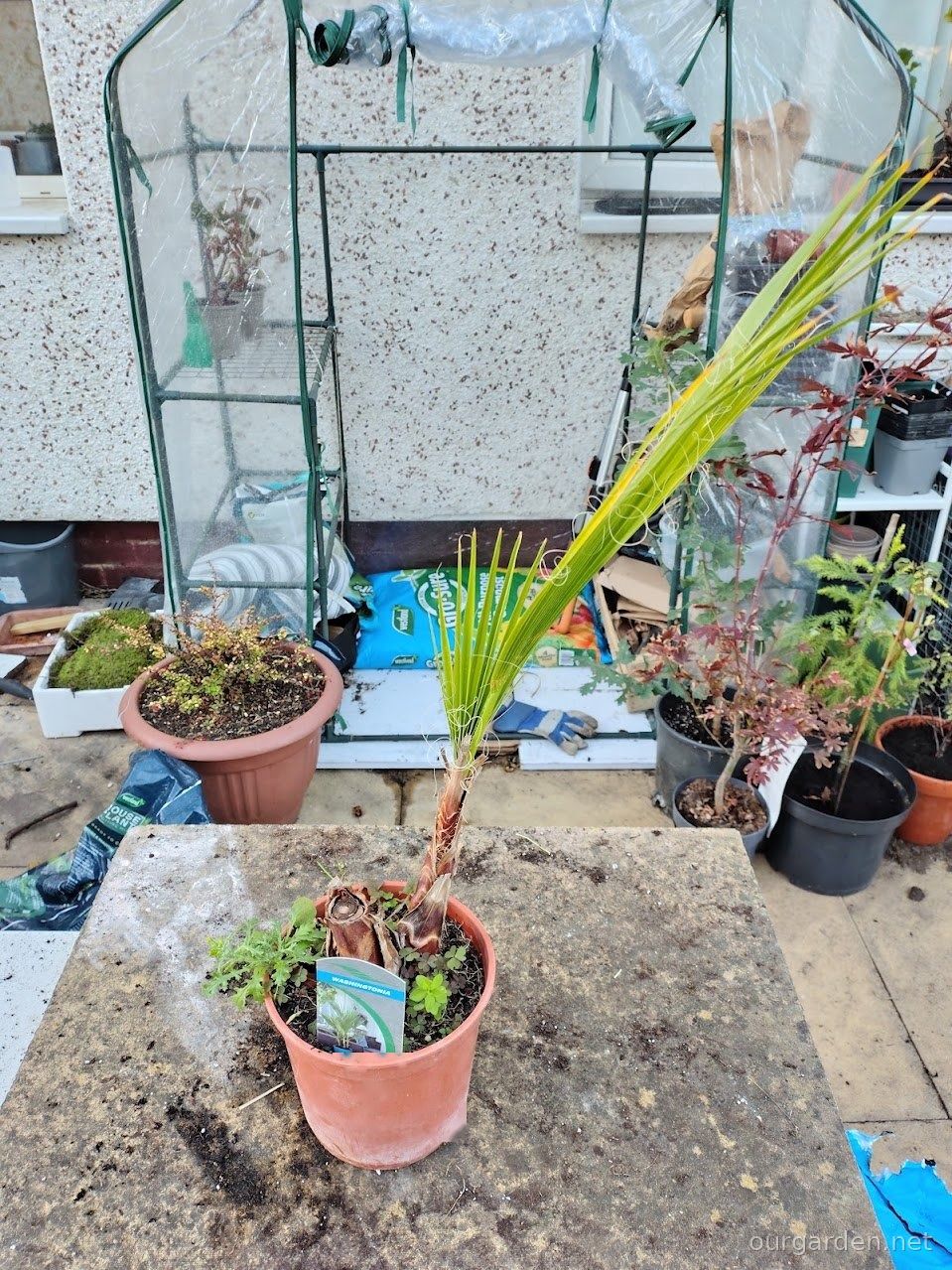 Washingtonia palm on arrival