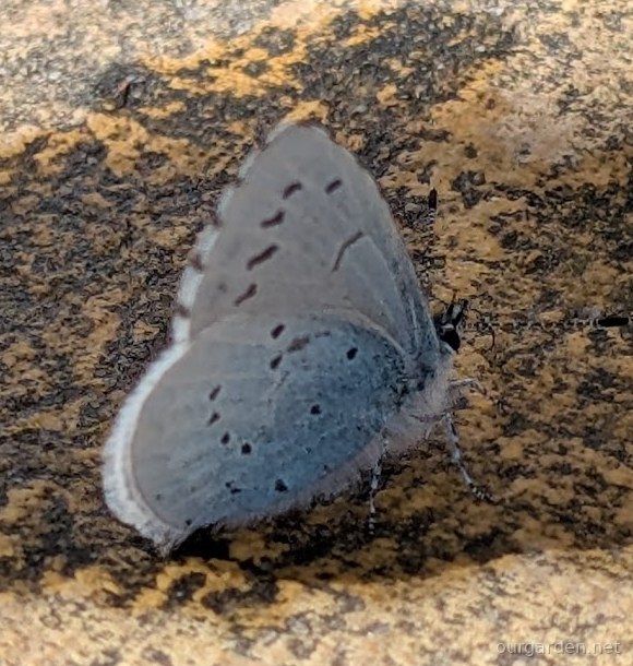Holly blue