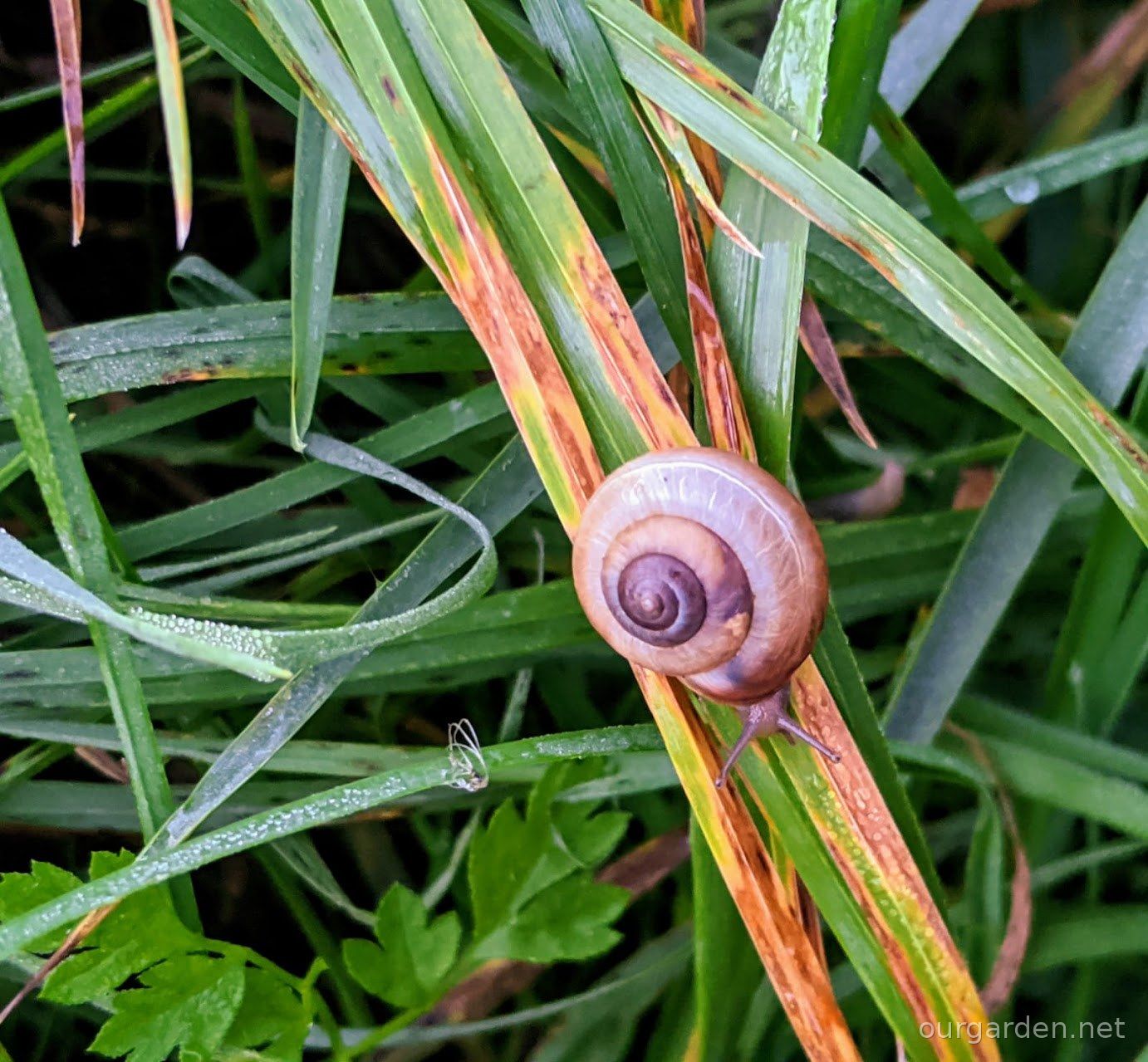 The snails, in the wet grass