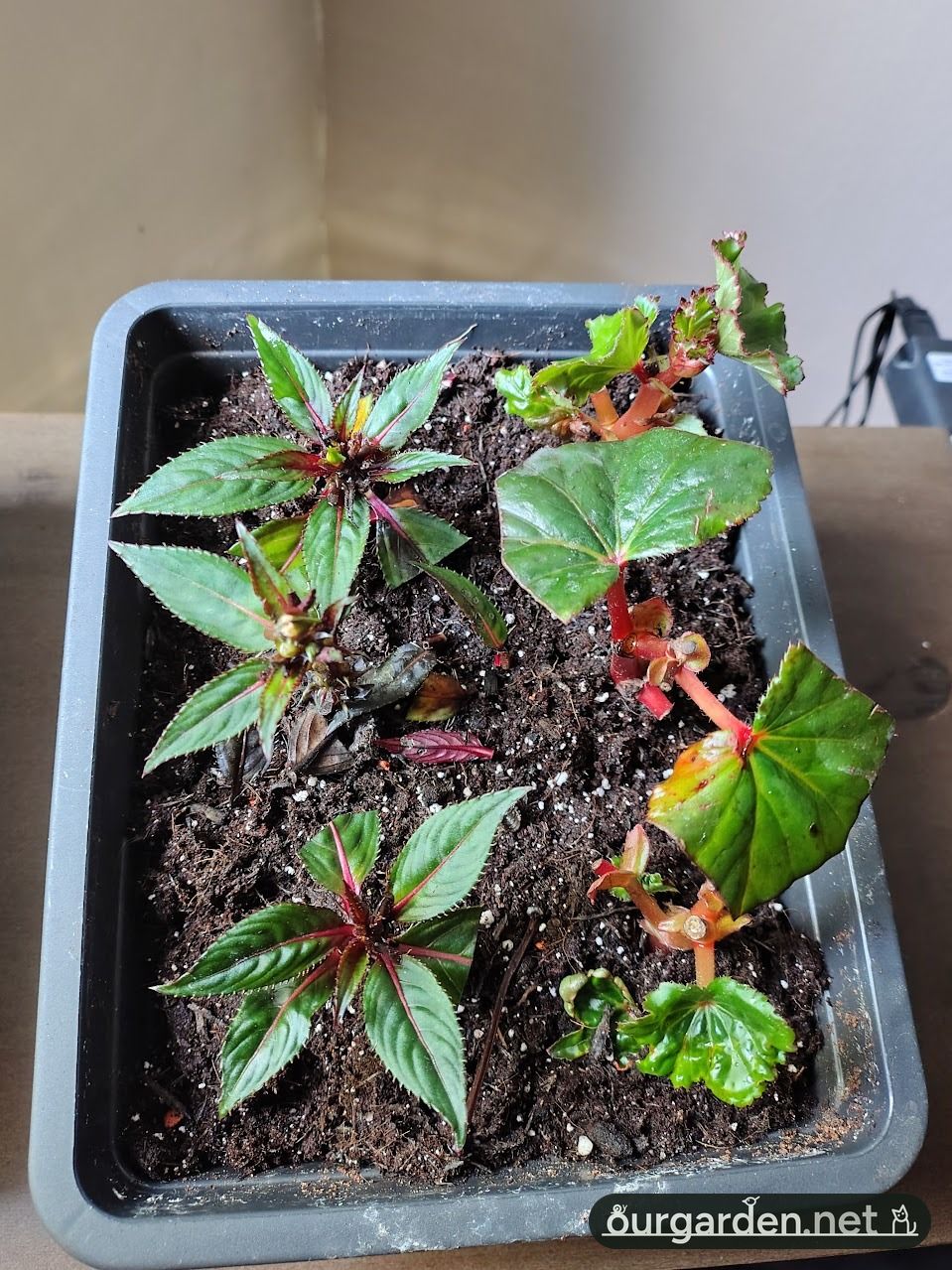 The old tray, before