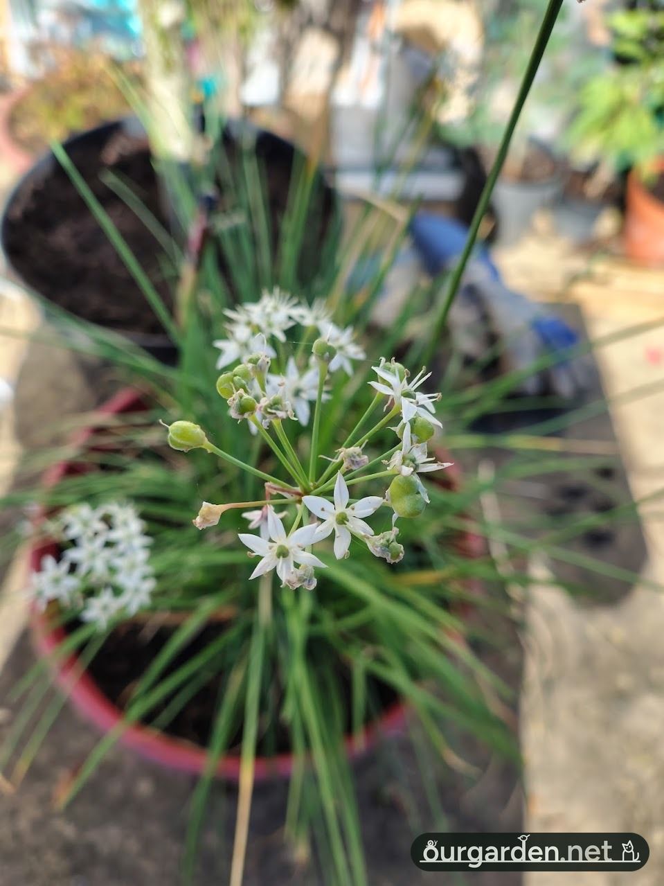 Garlic chives, going to seed