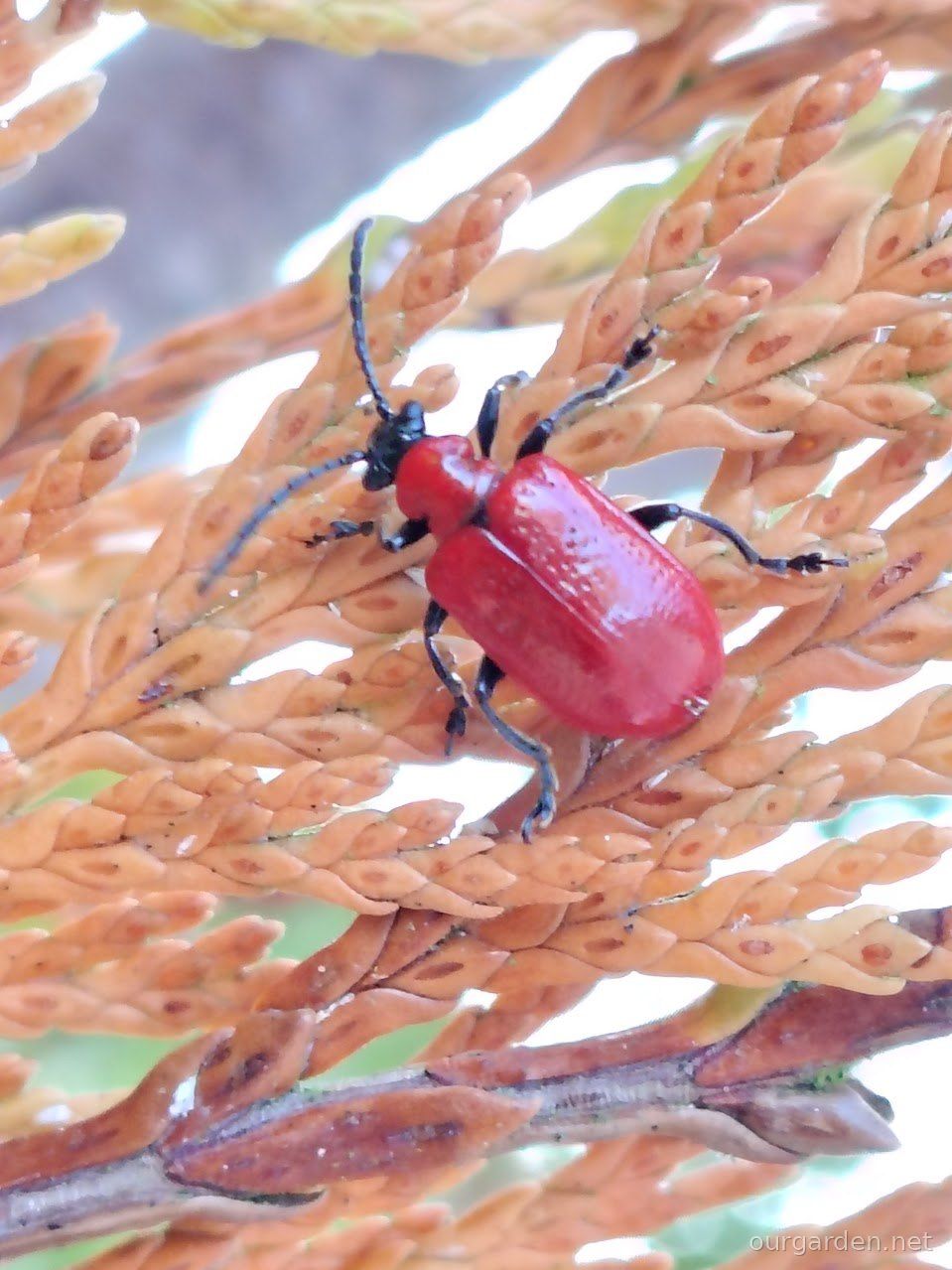 Snails, a bully and a beetle