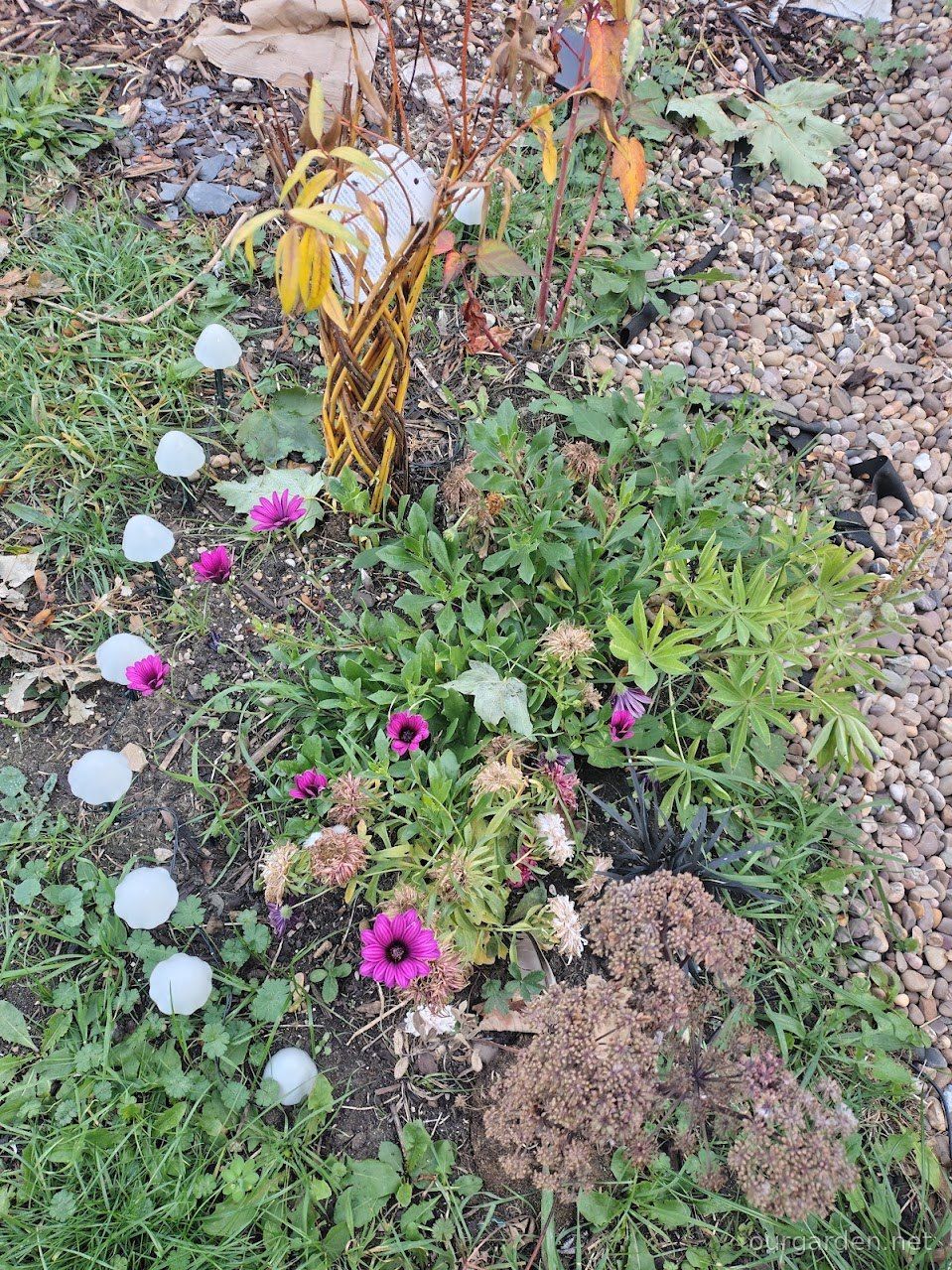 The border bed