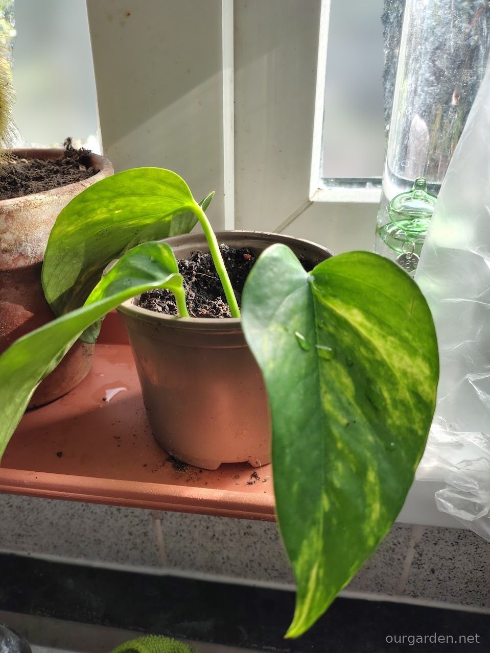Golden pothos (rooted cuttings)