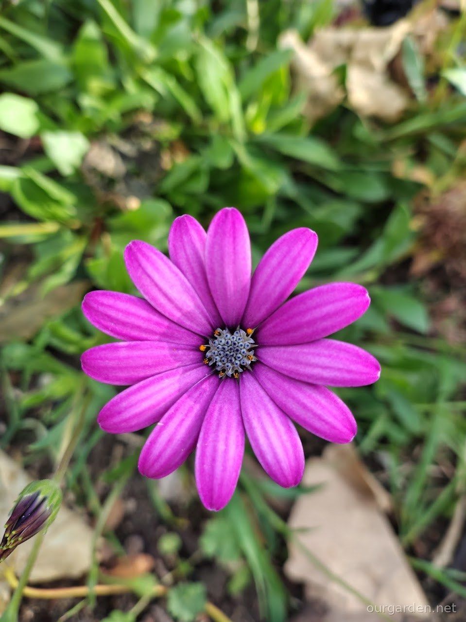 African daisies 'Falling Stars'