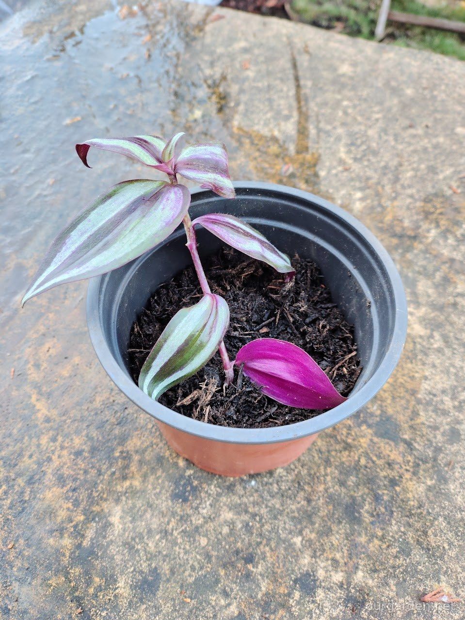 One of the two silver inch plants