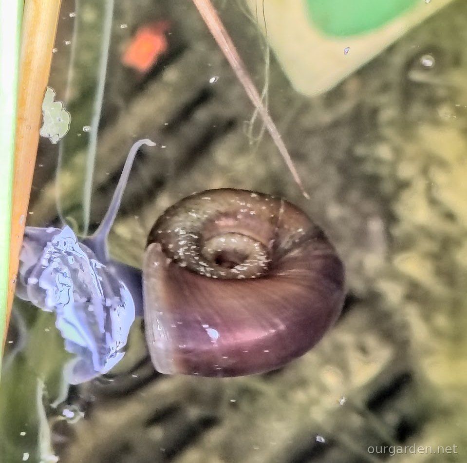 The ramshorn, out for a walk