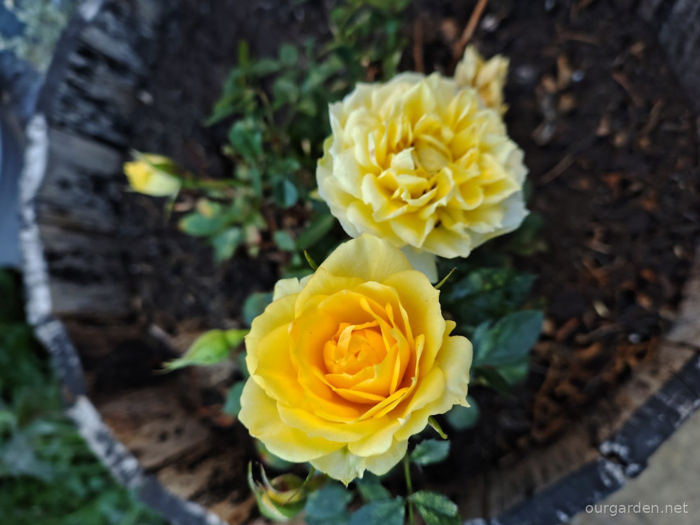 Miniature rose (yellow)