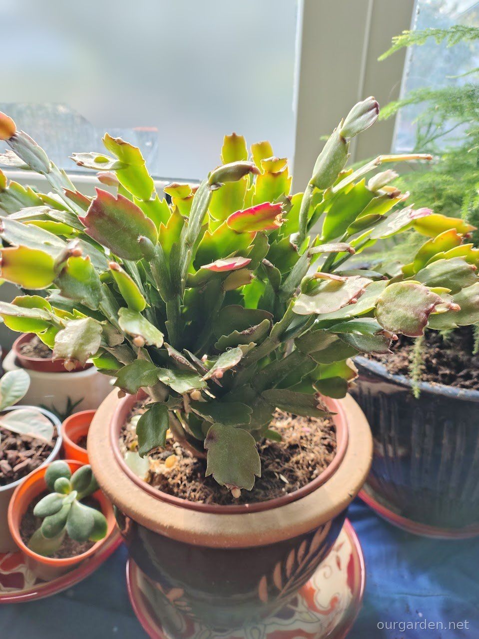 The new Christmas cactus