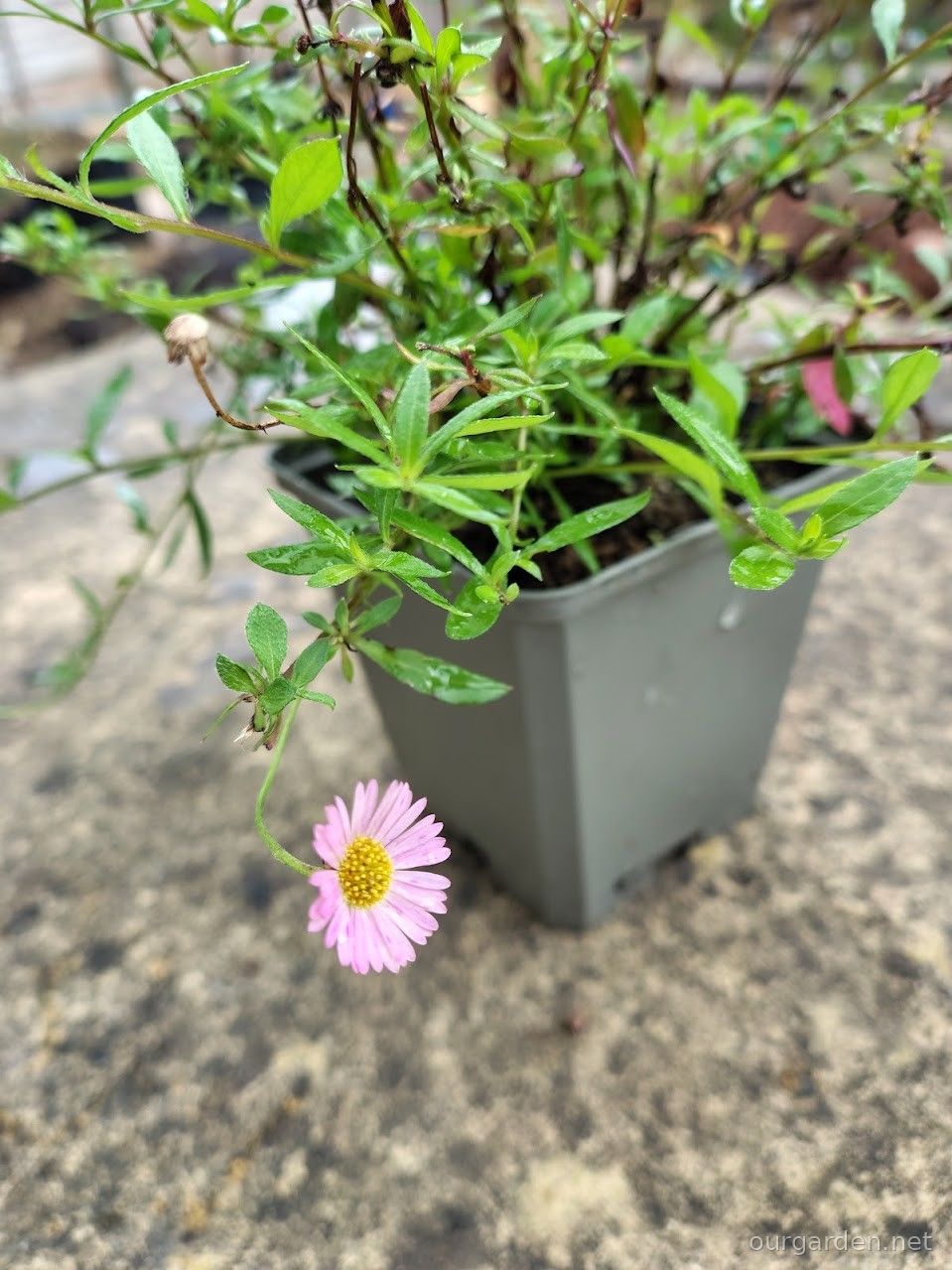 Mexican fleabane 'Profusion'