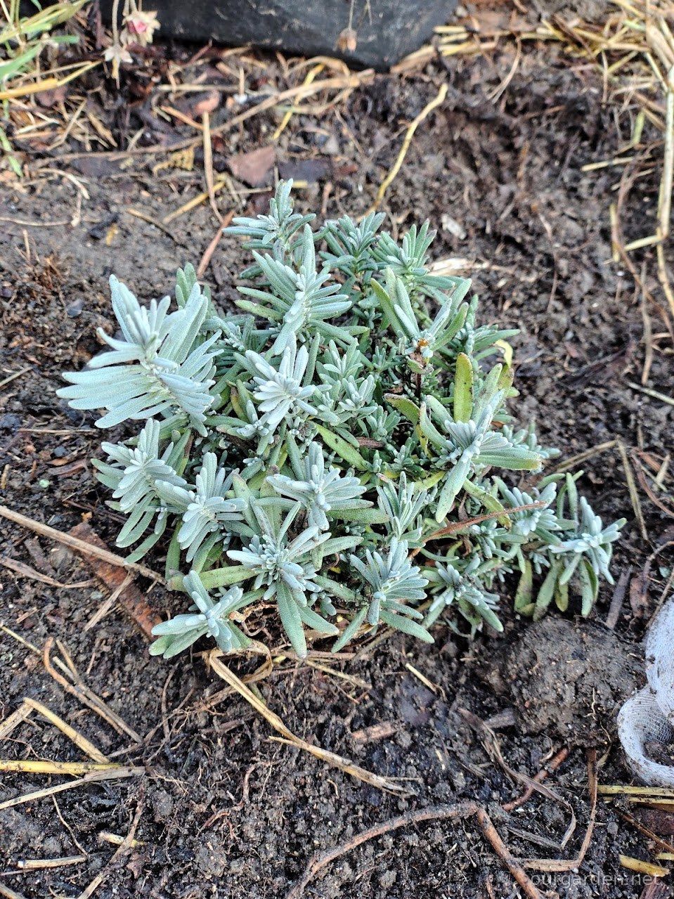 The fourth lavender, out of its grow bag