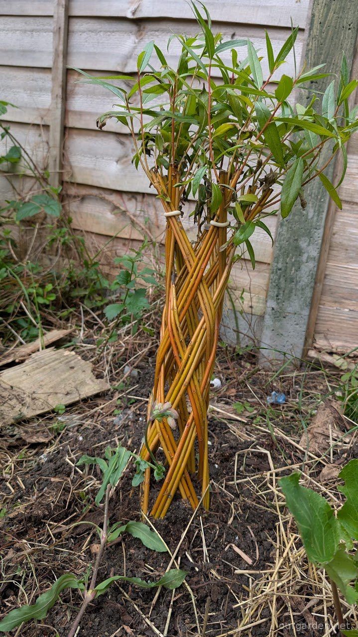 The braided willow, before the move and the dry spell