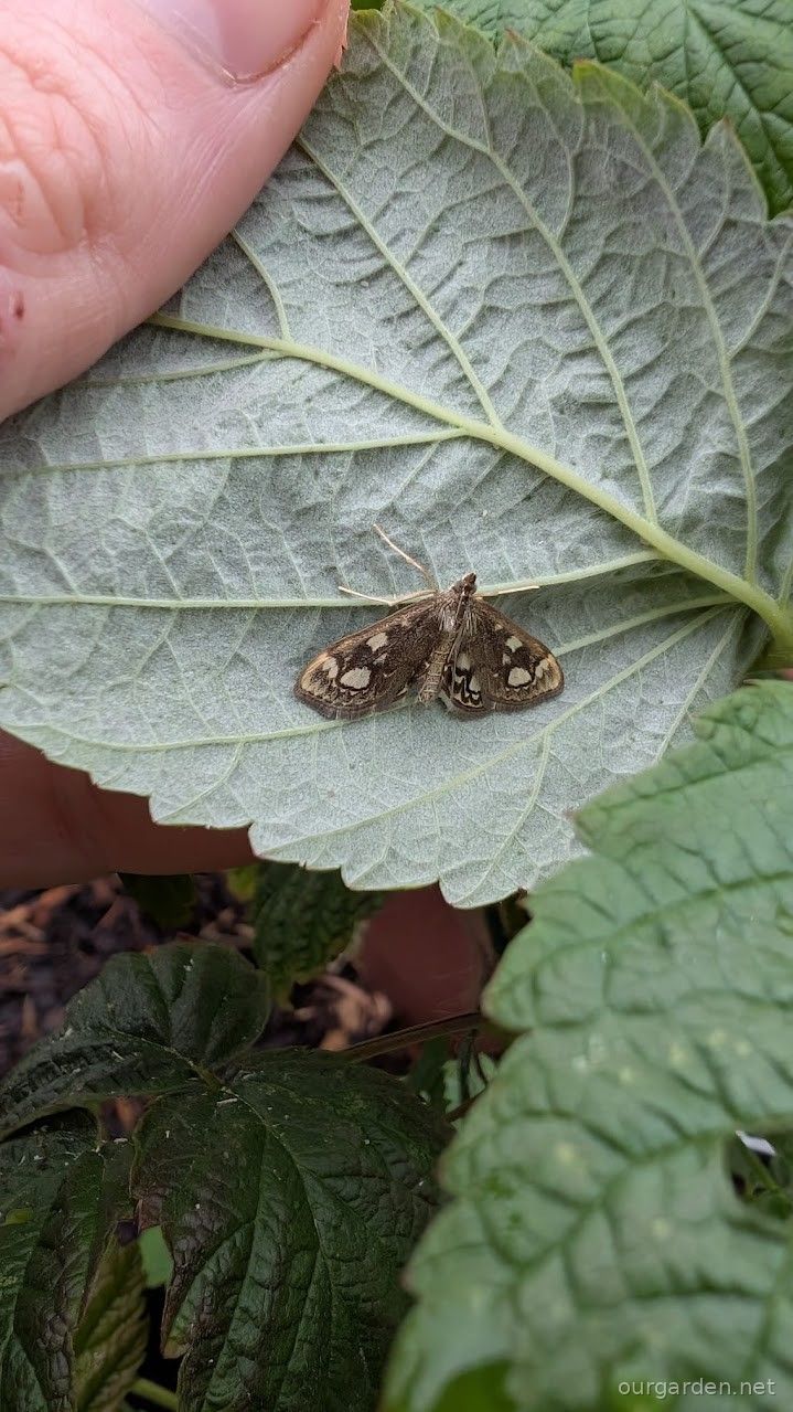 Elder pearl moth