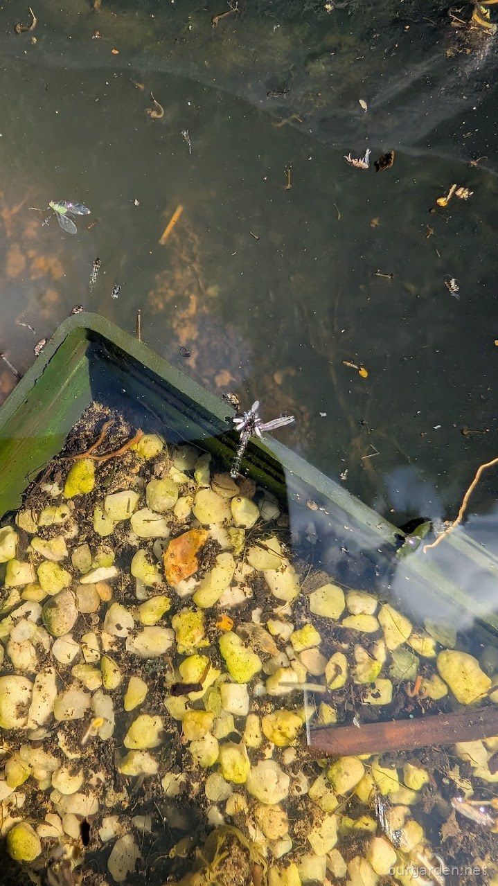 Dragonfly (species tbc)