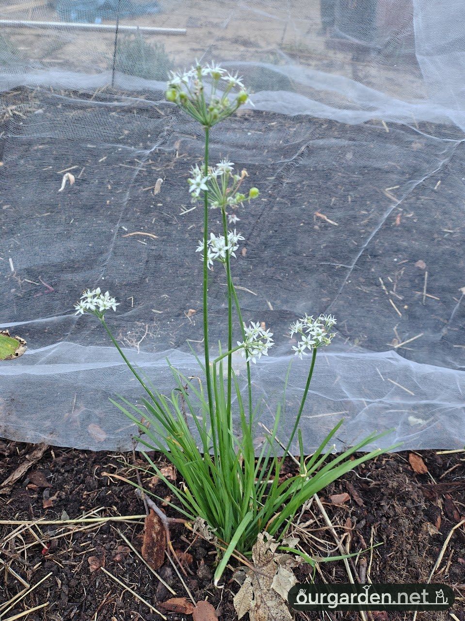 Garlic chives, in flower