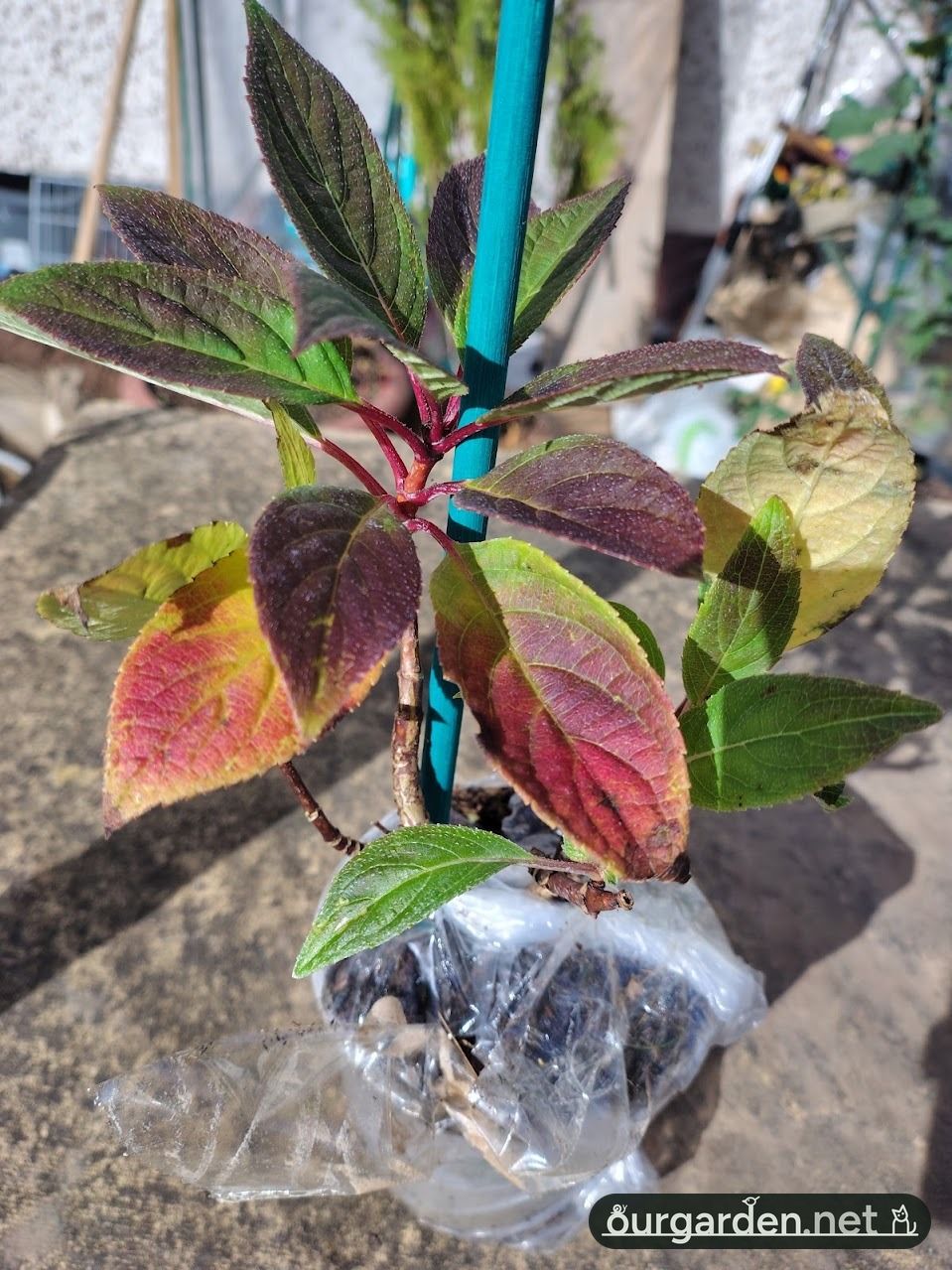 The hydrangea, already in autumn colours