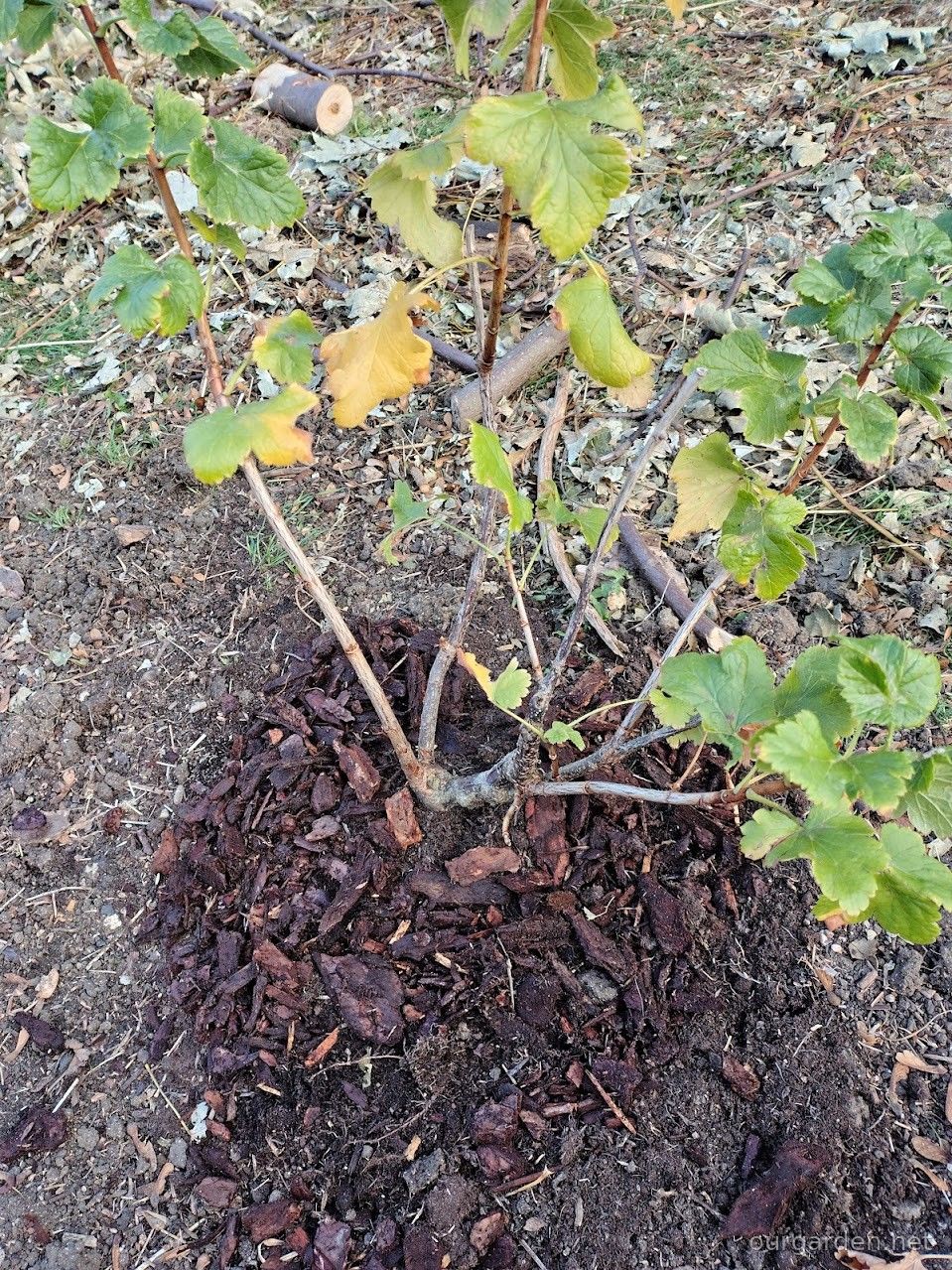 The jostaberry, planted out and mulched