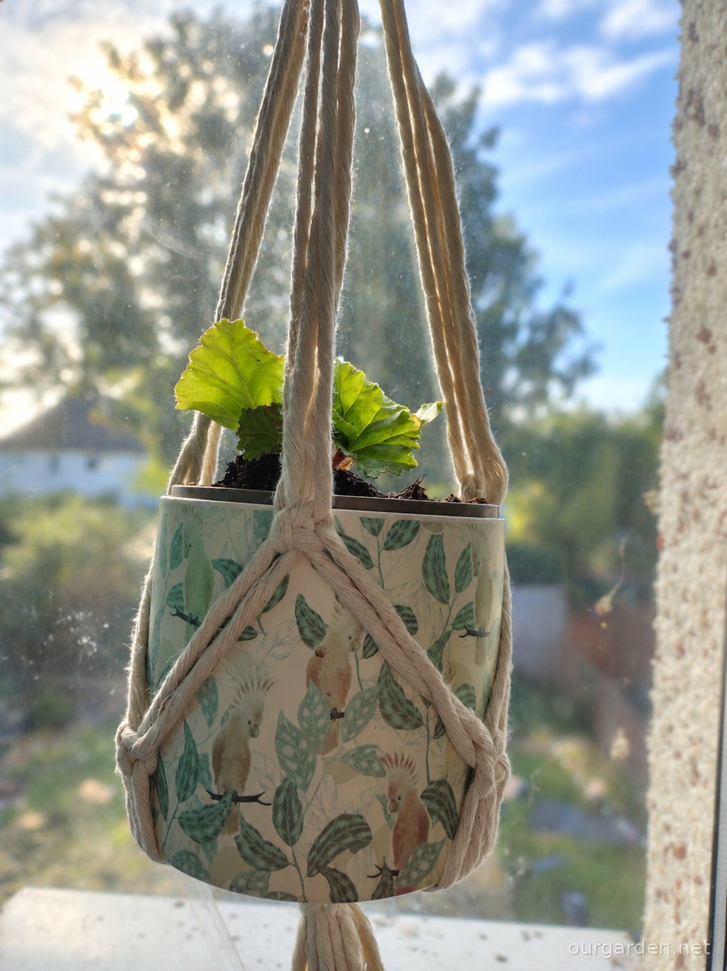 The begonia in Kirsty's handmade rope hanger